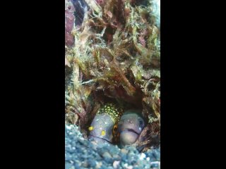 different species of moray eels by atsushisadaki/biology